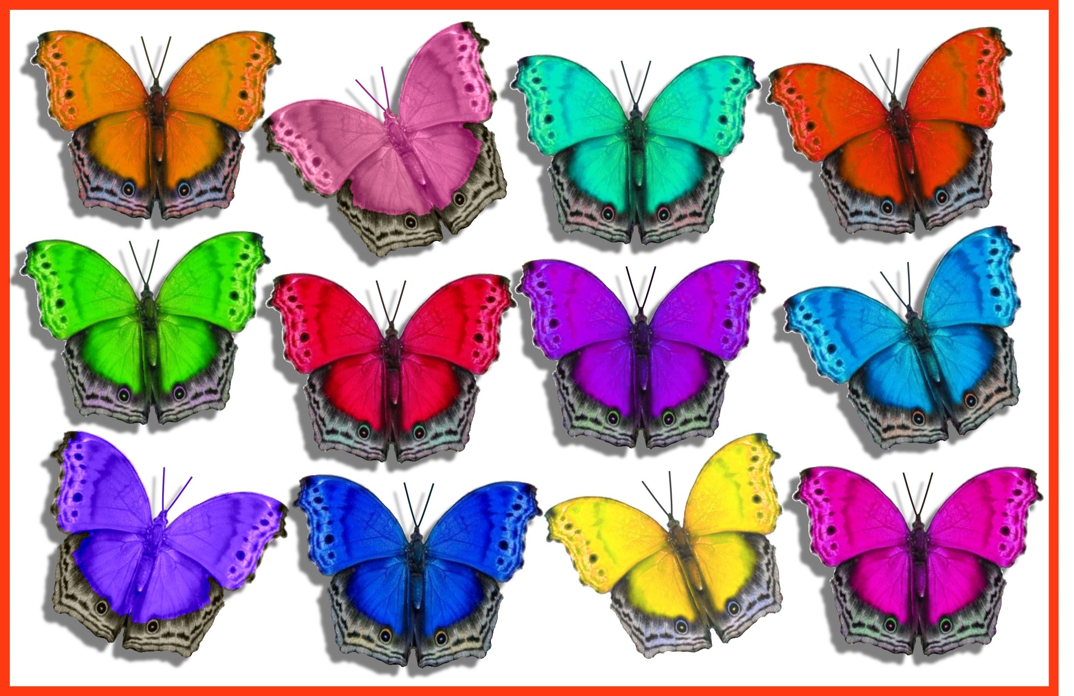 3d Butterflies the Rainbow,multi-coloured Collection, Butterfly Decor for  the Wall,conservatory, Home,bedroom, Lounge,window Decorations 