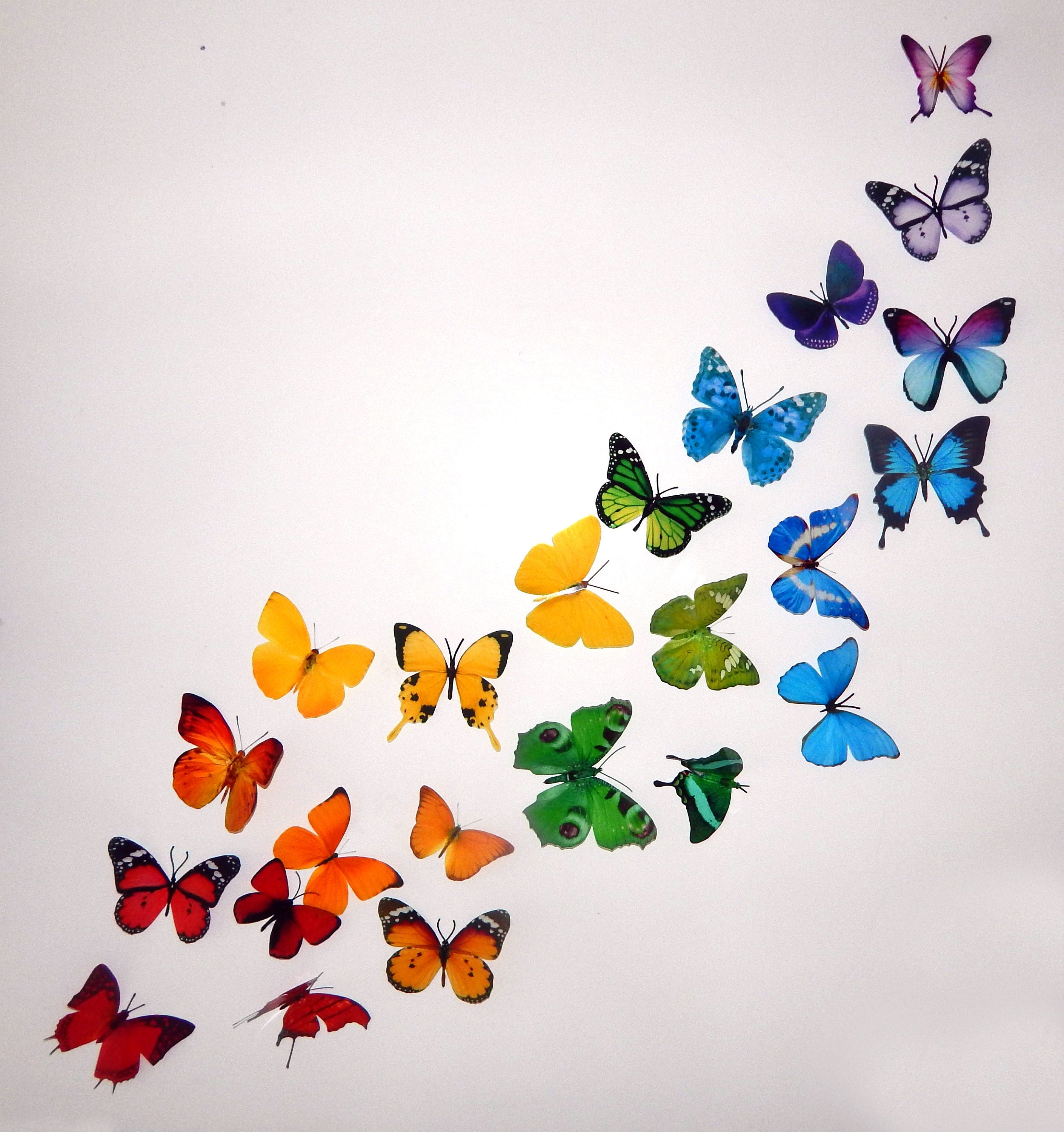 8 Bright, Colourful Butterflies From Our Colourful Collection. 3d Butterfly  Stickers. Great for Conservatories ,bedrooms. -  Denmark
