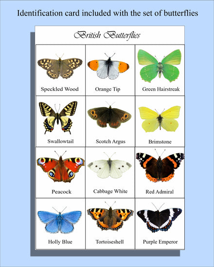 Identification card of British butterflies by Flutterframes