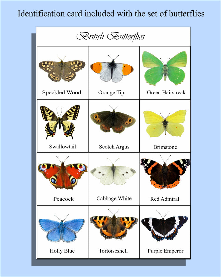 Identification card of British butterflies by Flutterframes