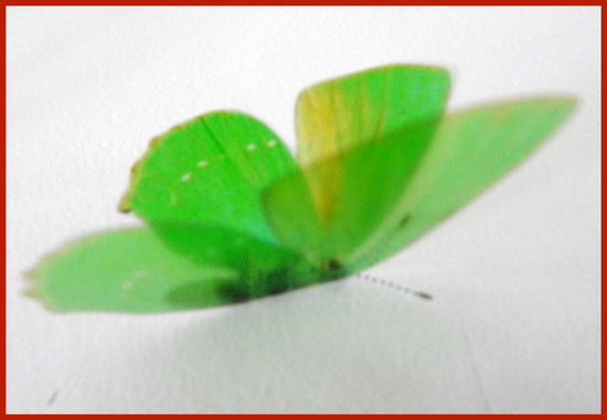 Green hairstreak . Butterflies of Ireland