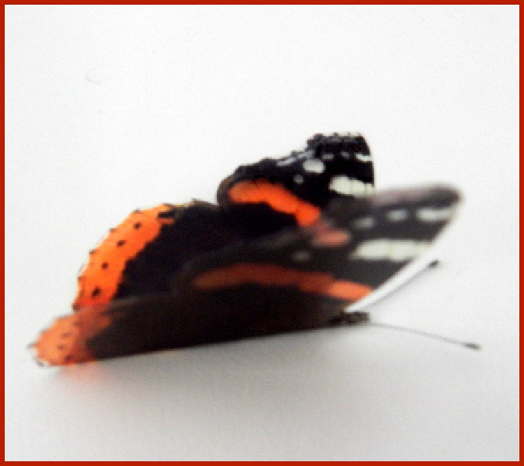 Red admiral Irish butterflies collection wall decor