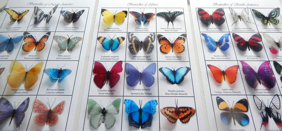 Butterflies of the world