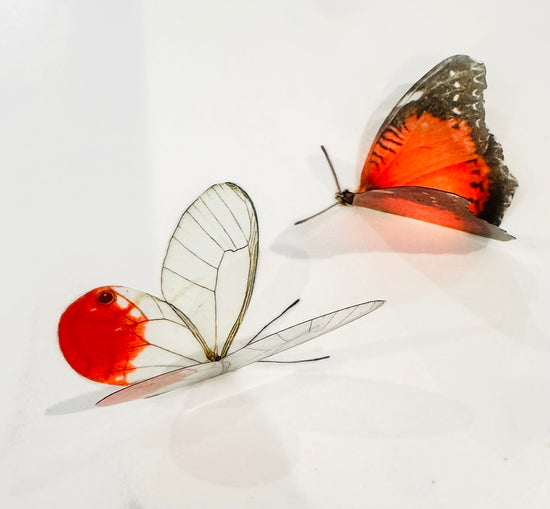 Glass wing and the Red Lace Wing butterfly