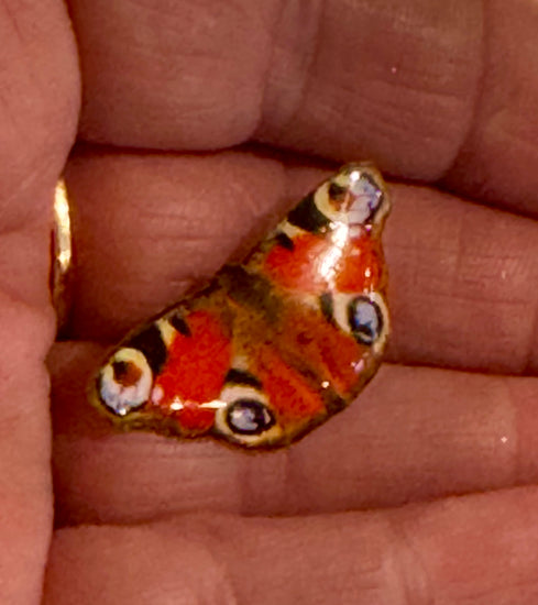 red peacock butterfly