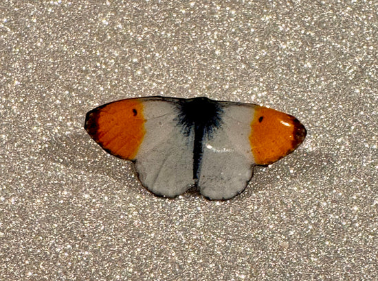 Orange tip enamel butterfly pin