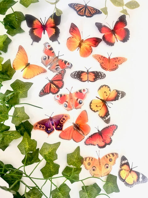 NATURAL ORANGE REALISTIC BUTTERFLIES COLLECTION