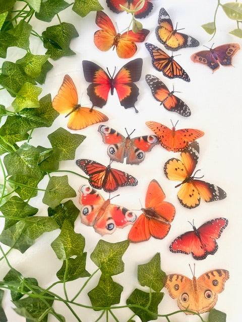 NATURAL ORANGE  BUTTERFLIES COLLECTION