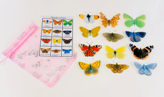Ireland butterfly collection
