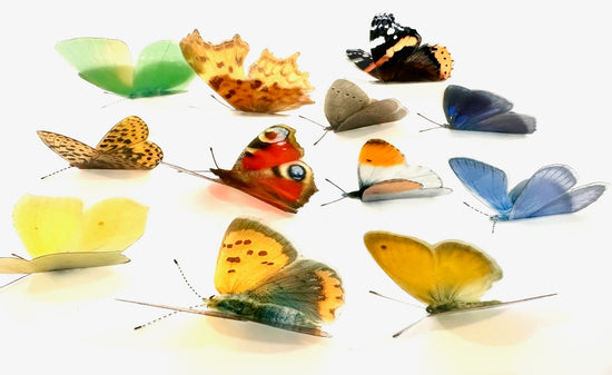 set of 12 Irish butterflies