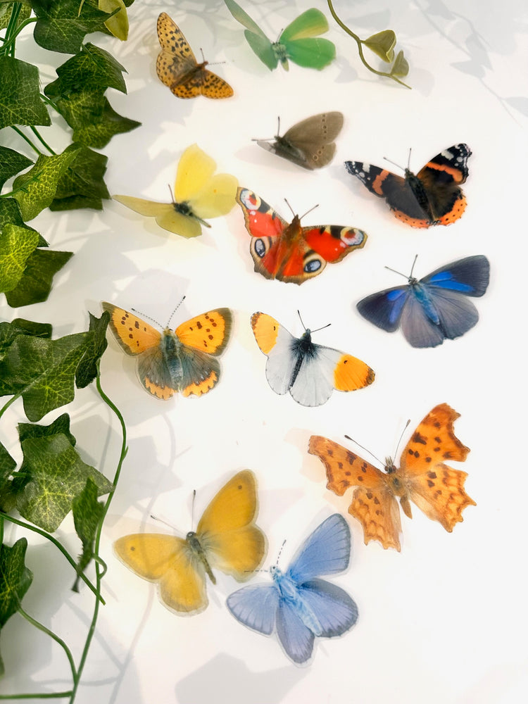 Irish butterflies Small Copper, Ringlet, Orange Tip, Small Heath