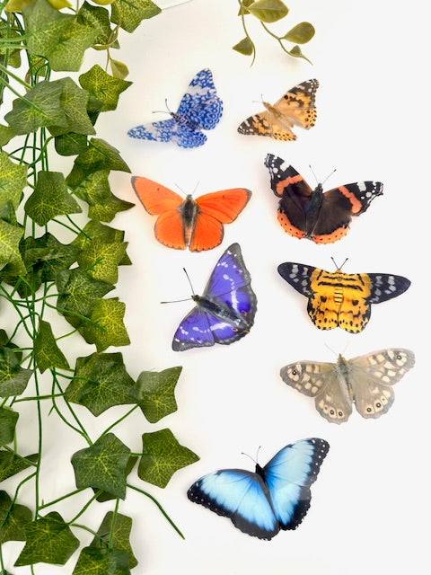 Natural butterflies with Identification chart