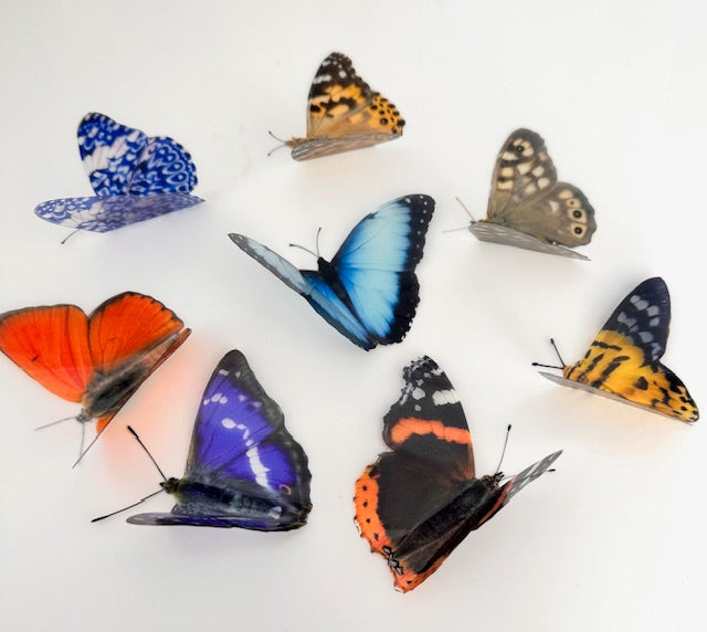 Blue cracker, Julia, Purple emperor butterflies with Identification chart