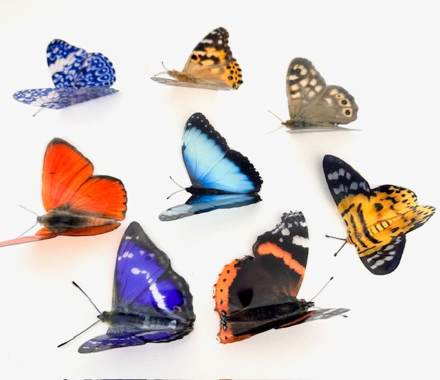 Natural butterflies with Identification chart