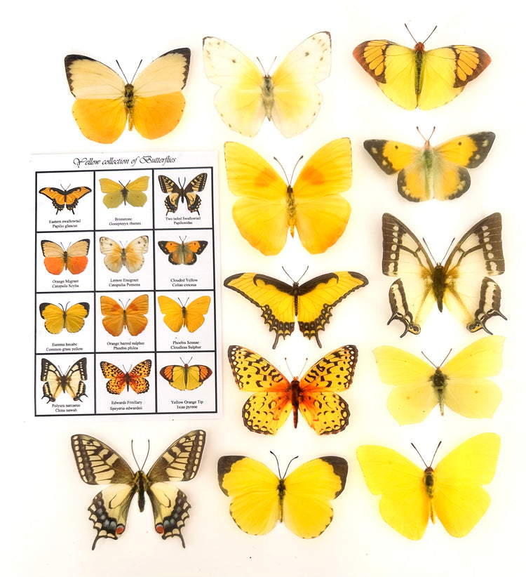 Yellow butterfly collection, set of 12 yellow butterflies from around the world.Handmade