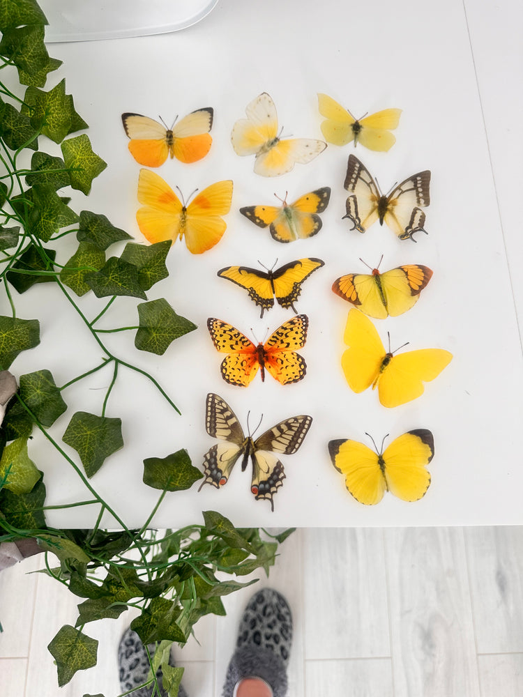 Yellow butterfly collection, set of 12 yellow butterflies from around the world.Handmade