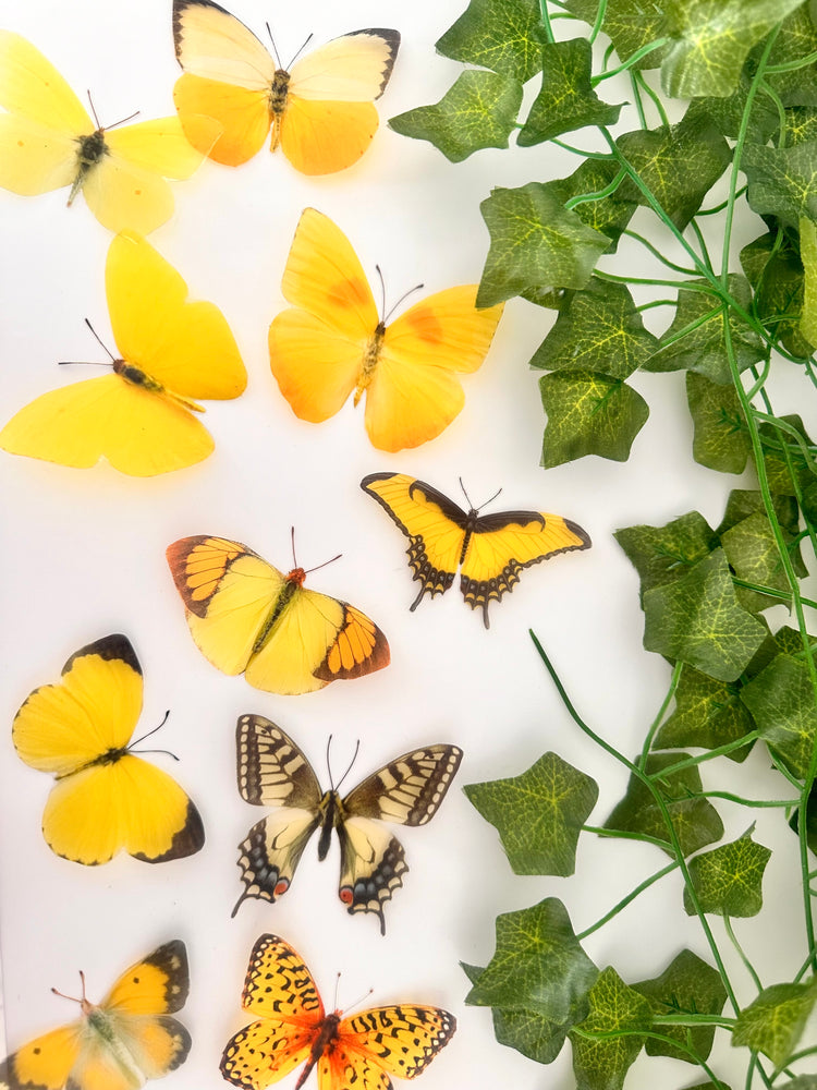 Yellow butterfly collection, set of 12 yellow butterflies from around the world.Handmade