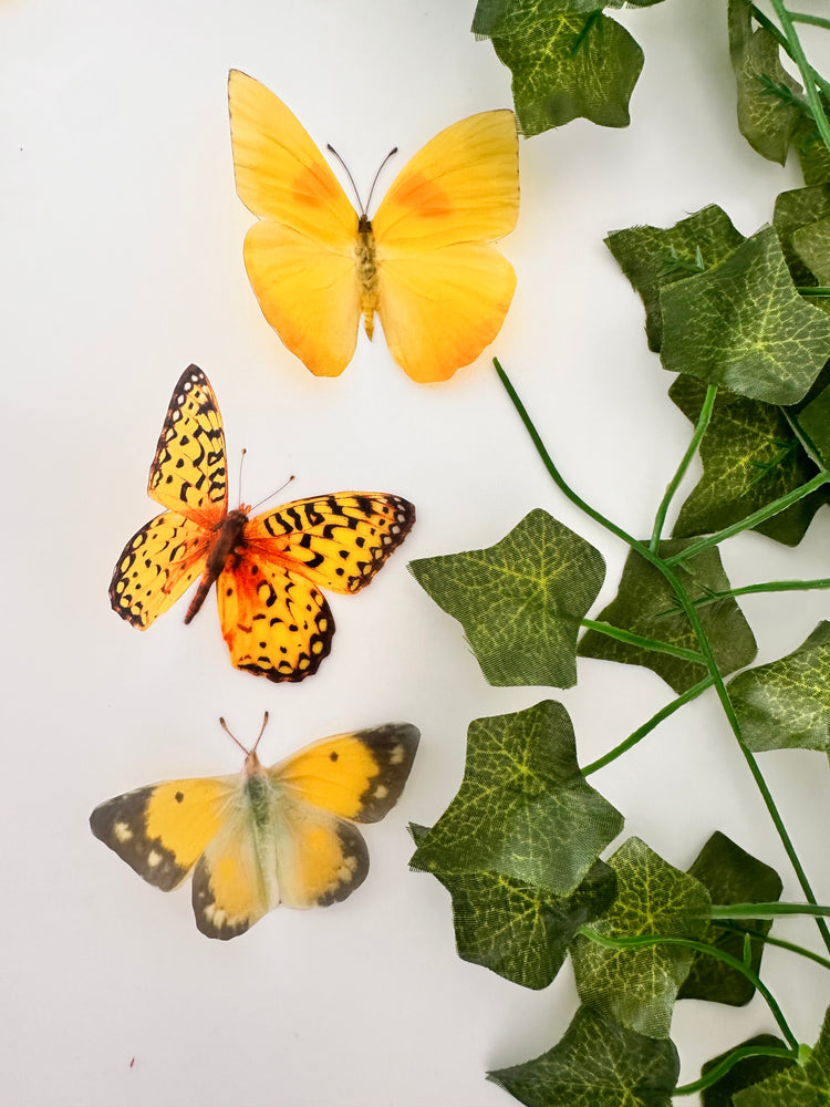 Yellow butterfly collection, set of 12 yellow butterflies from around the world.Handmade