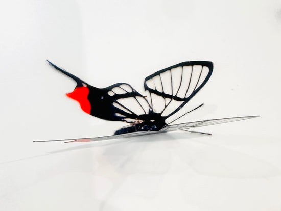 Long Tailed glass wing butterfly