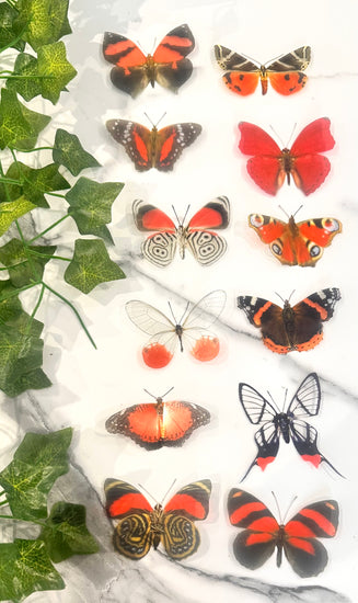 Red butterfly collection identification names of natural butterflies