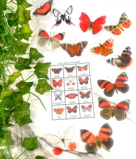 Red butterfly identification chart