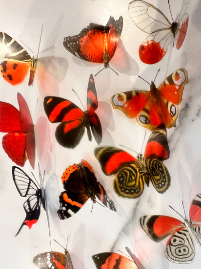 Red butterfly names collection