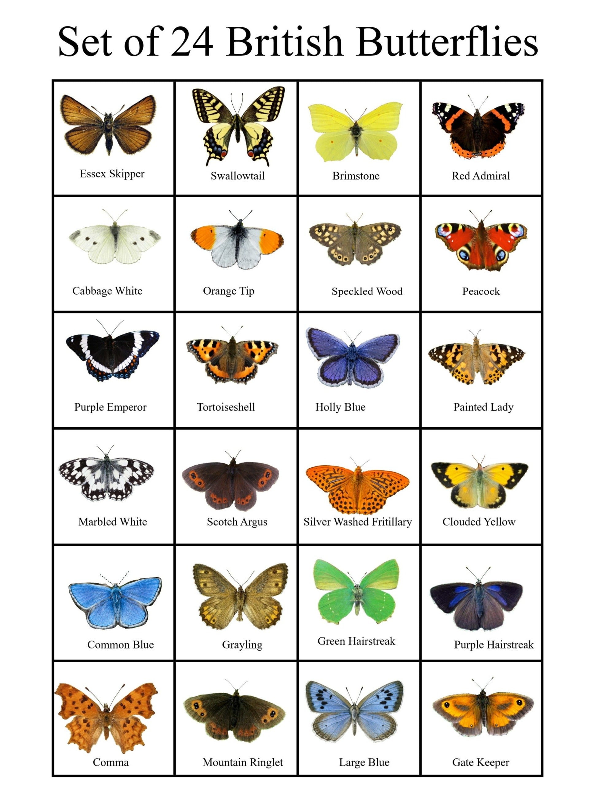 24 British butterflies, set of 24 British butterflies collection ...