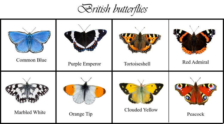 british_butterflies_lapels_pins