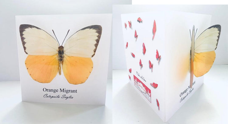 Orange migrant Tortoiseshell 3d butterfly greeting card