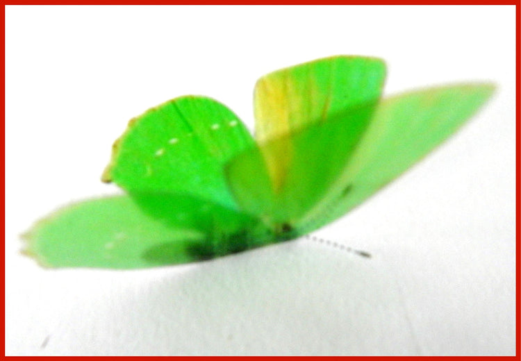 Green hairstreak butterfly