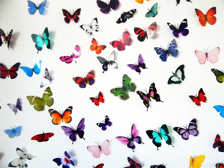 Flutterframes's amazing butterfly collection. As seen in Escape to the Chateau. 50 butterflies