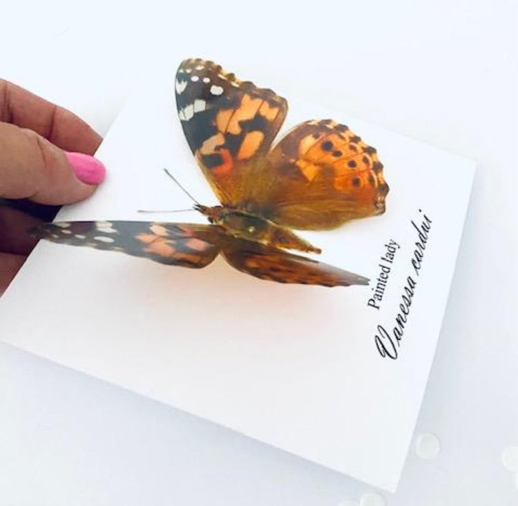 Painted lady 3d Butterfly birthday,thank you Card or any occasion. Personalised. Realistic Common Buckeye,Swallowtail,Green Hairstreak