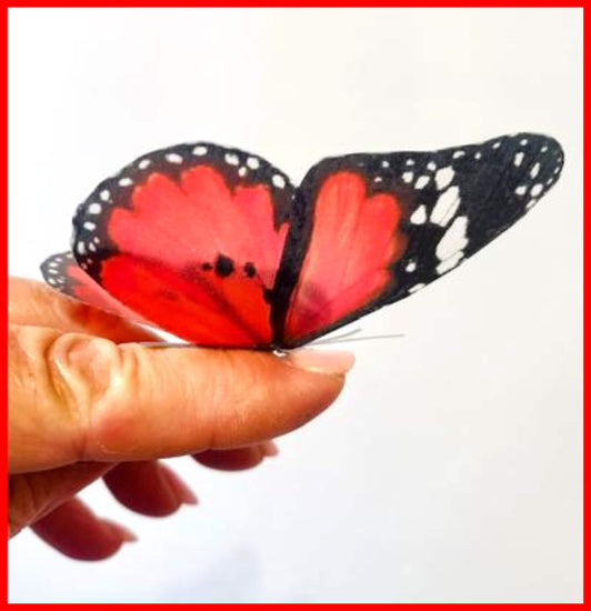 Scarlet red  natural butterfly