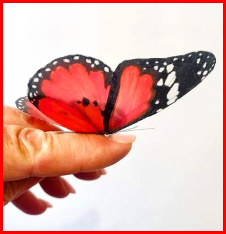Scarlet red  natural butterfly