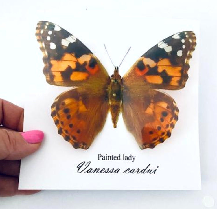 Painted Lady  butterfly birthday card unusual hand crafted card