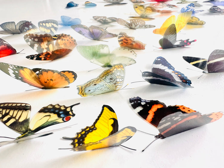 50 Butterflies. Display of realistic 3d butterflies,Wedding Embellishments, Craft Supplies. Identification reference chart included.