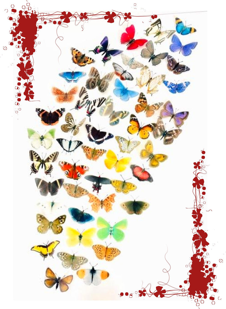 50 Butterflies. Display of realistic 3d butterflies,Wedding Embellishments, Craft Supplies. Identification reference chart included.