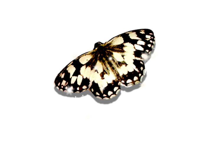 marbled white butterfly pin