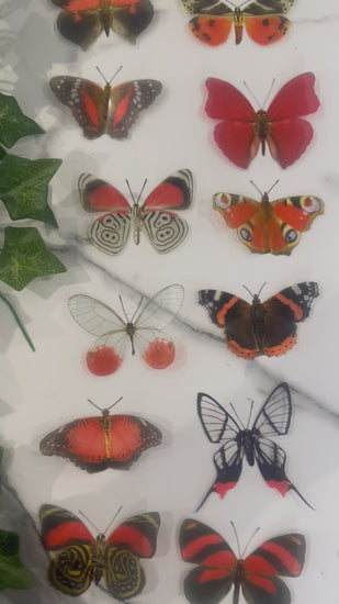  Red butterfly collection identification names of natural butterflies