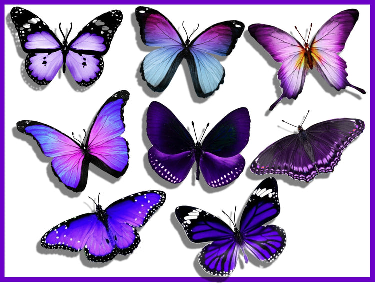 Bespoke purple butterflies from the purple collection,natural,reproduc ...