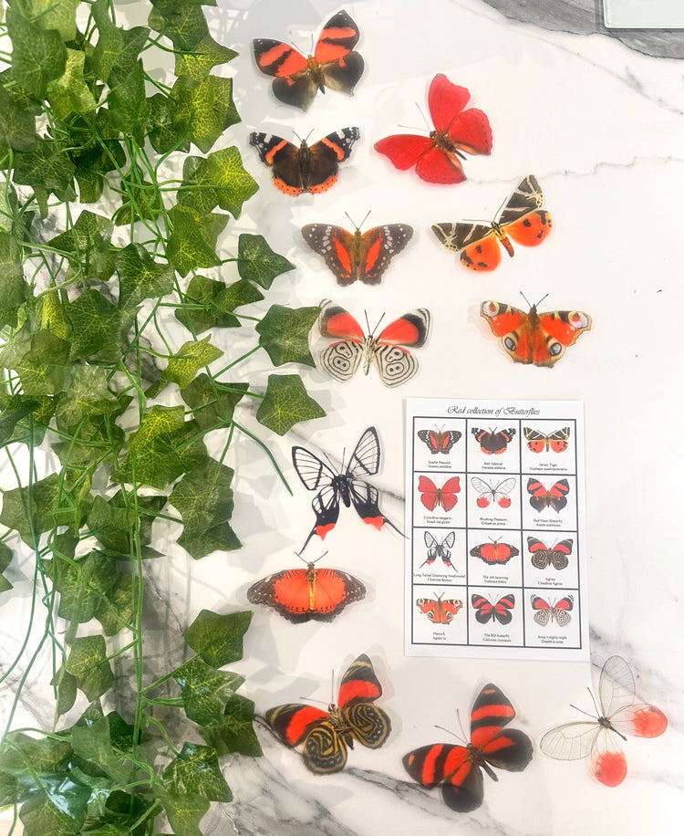 Red butterfly collection, set of 12 red butterflies from around the world