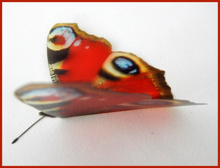 Peacock list of British butterflies