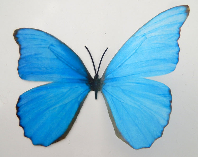 Natural Blue Butterfly. 3d Butterfly sticker True blue wall art, bathroom,kitchens,conservatories, window decor