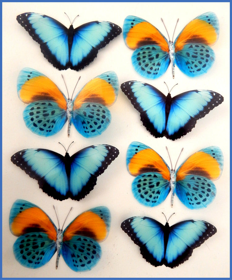 natural blue and yellow butterflies 3d