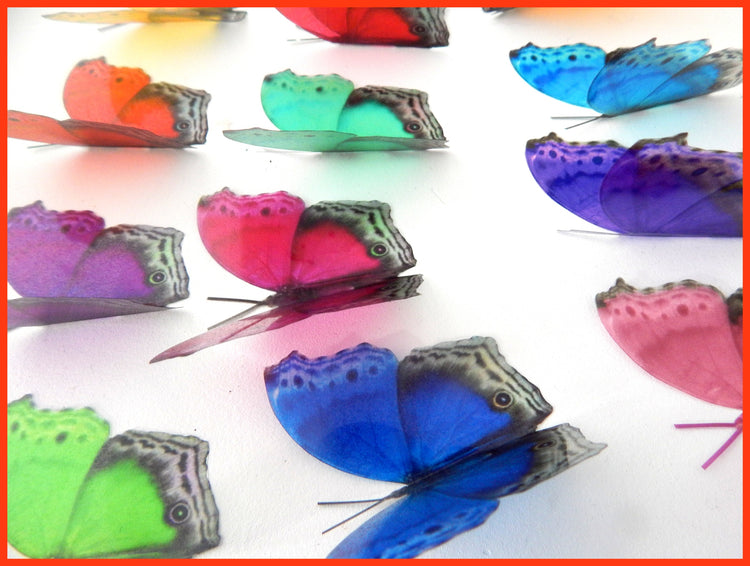 bright colours butterfly decor
