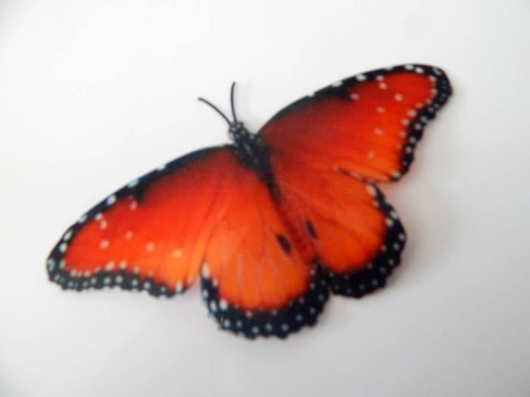 orange butterfly wall stickers