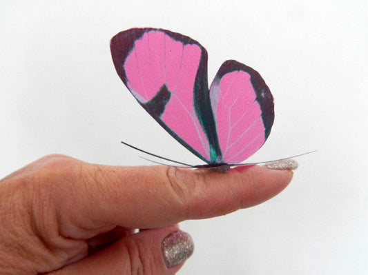 Fuchsia pink butterfly