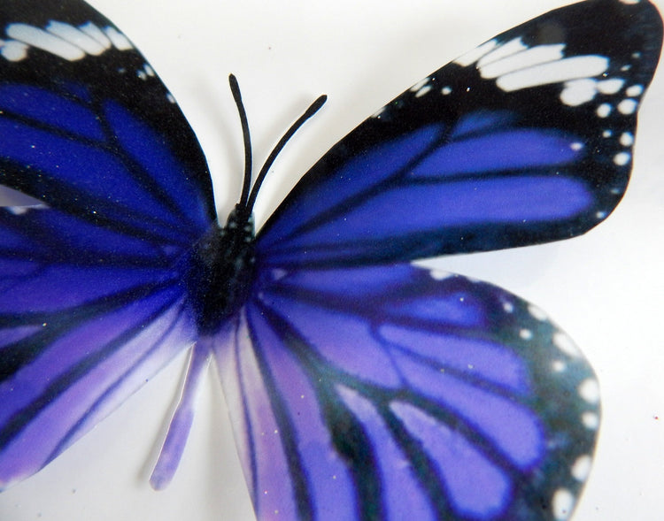 Purple butterfly