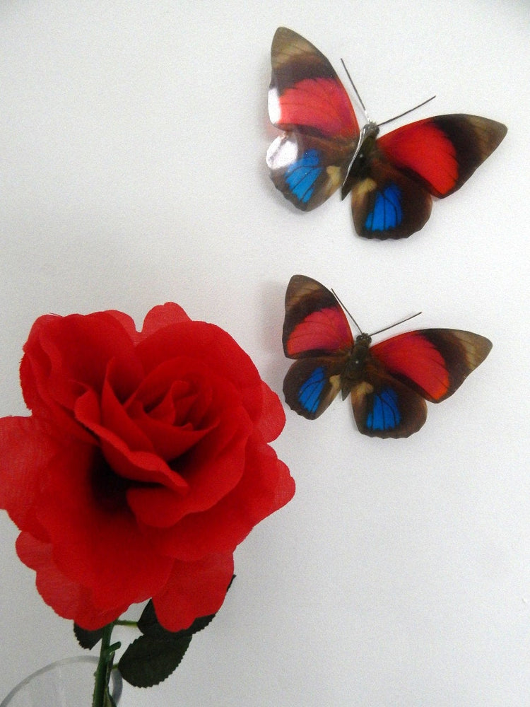 Red and Blue natural Butterfly 3d wall art in flight, reproduction butterflies