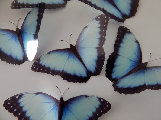 blue butterfly 